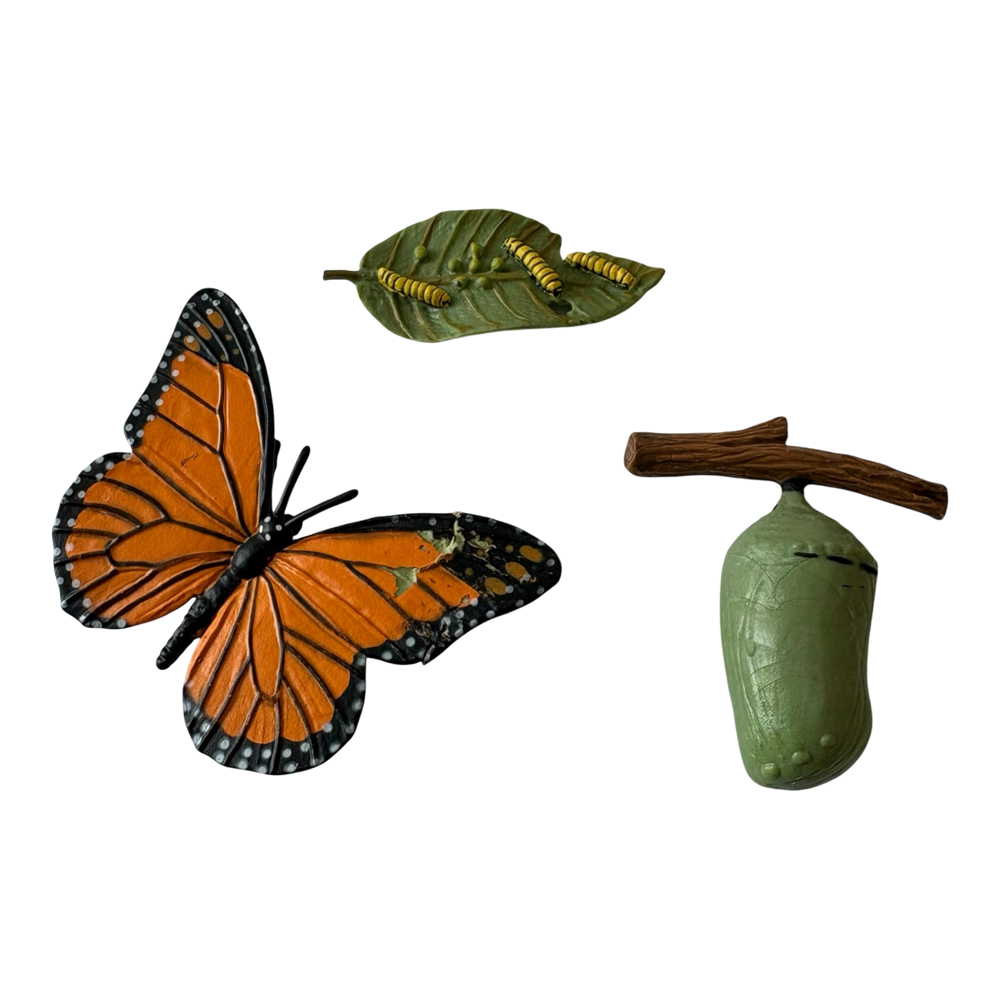 Monarch Butterfly Life Cycle