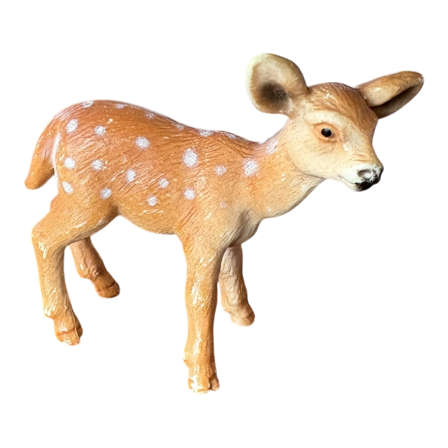 White Tailed Fawn