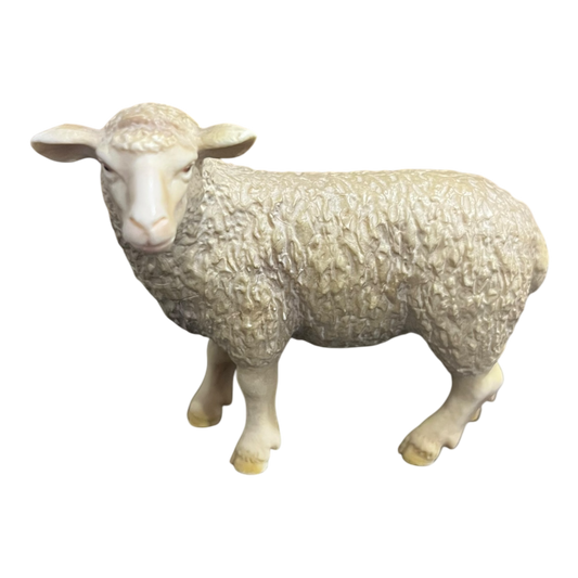 Sheep