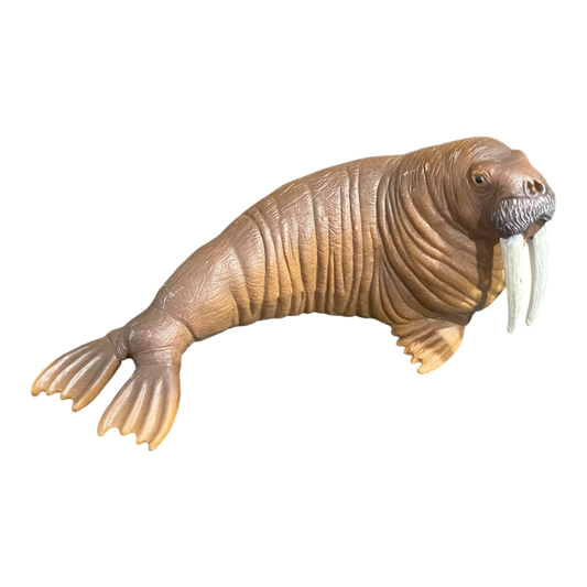 Walrus