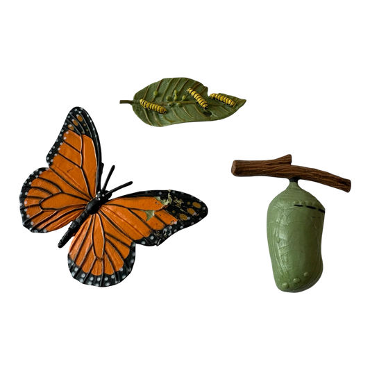 Monarch Butterfly Life Cycle