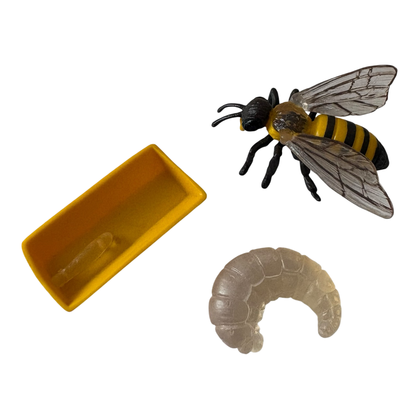 Honey Bee Life Cycle