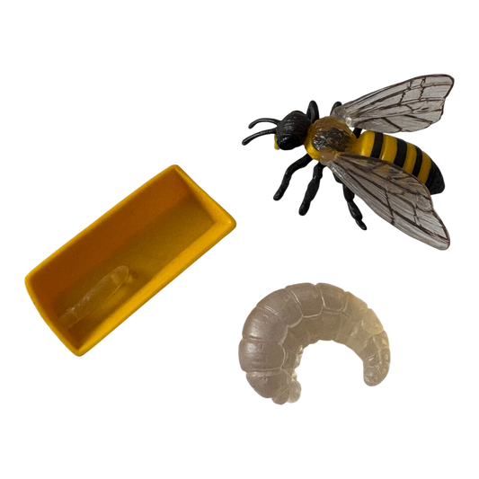Honey Bee Life Cycle